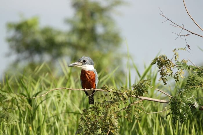 Pantanal