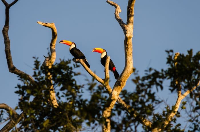 Pantanal