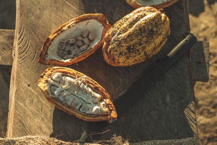 Caño Cristales, cacao workshop