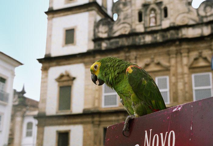 Parrot Salvador de Bahia