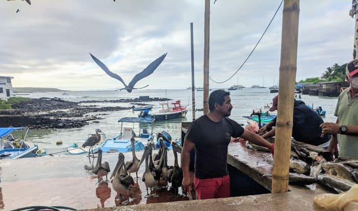 Fish market galapagos santa cruz