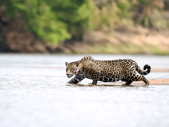Pantanal