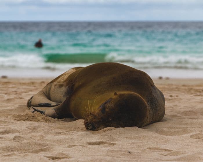 Sea Lion Galapagos