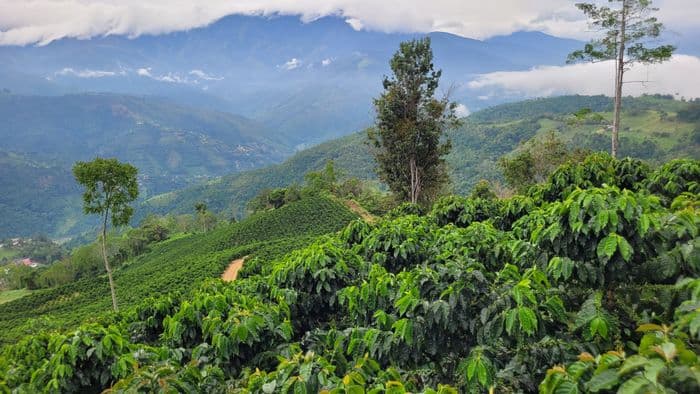 Coffee Farm Hacienda Santa Ana