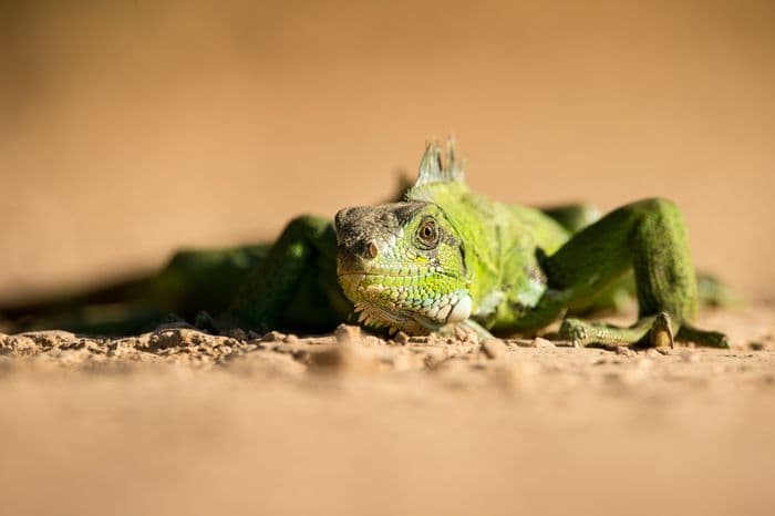 Pantanal