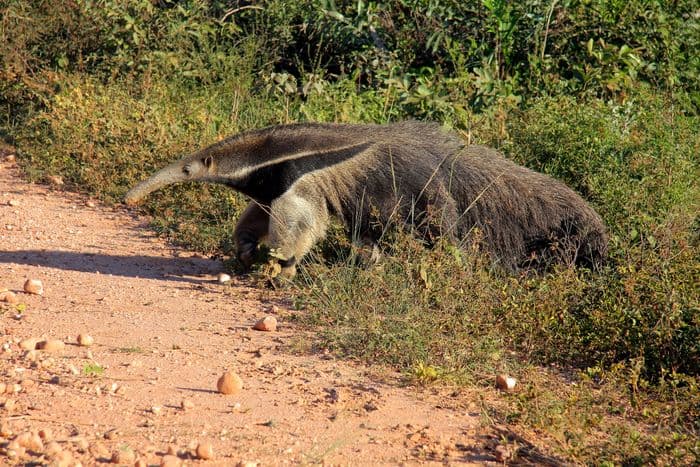 Pantanal