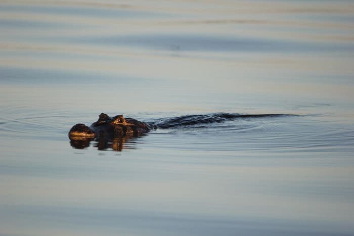 Pantanal