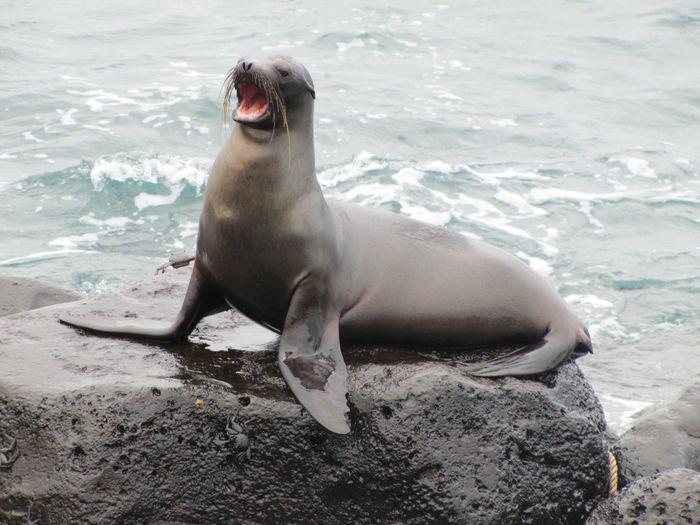 Sea lion Galapagos