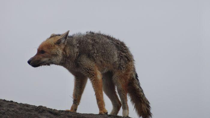 Andean fox Cotopaxi