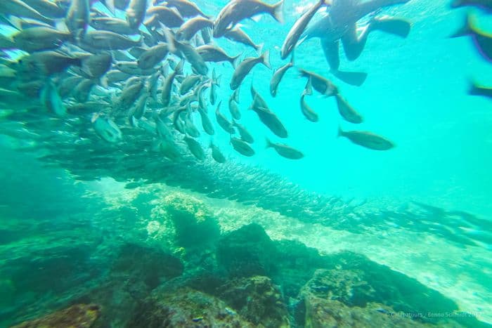 espanola - la pinta yacht galapagos cruise - gal0104