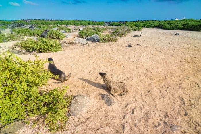 espanola - la pinta yacht galapagos cruise - gal0104