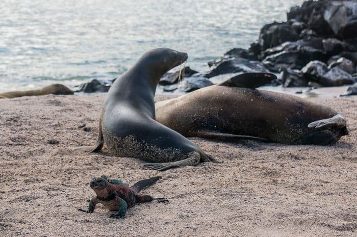 espanola - la pinta yacht galapagos cruise - gal0104