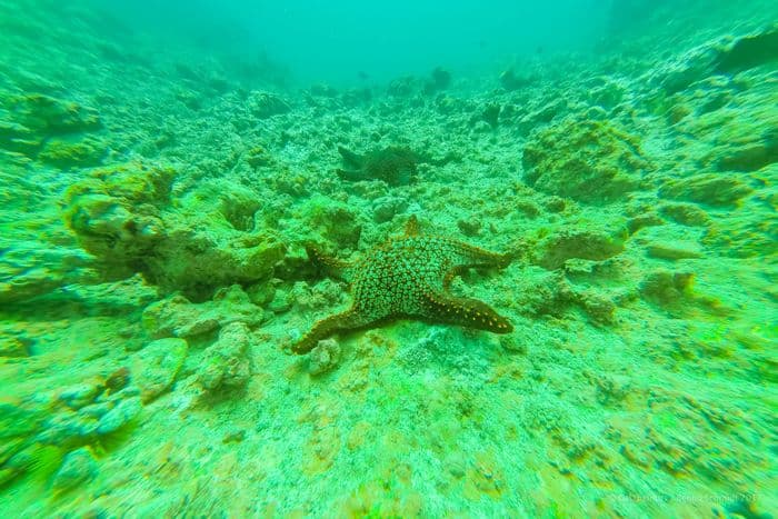 espanola - la pinta yacht galapagos cruise - gal0104
