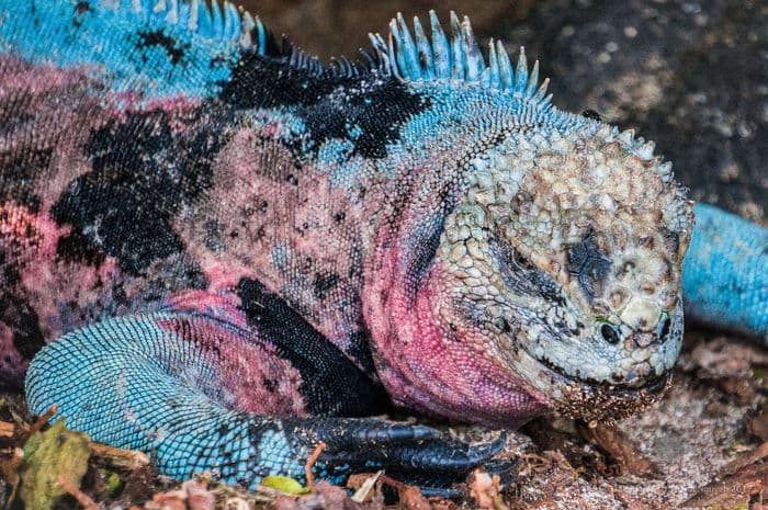 espanola - la pinta yacht galapagos cruise - gal0104