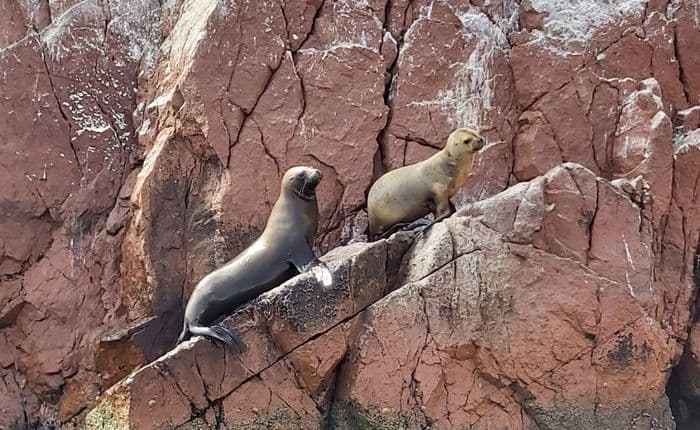 Islas Ballestas