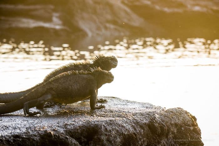 Galapagos Marine Iguana