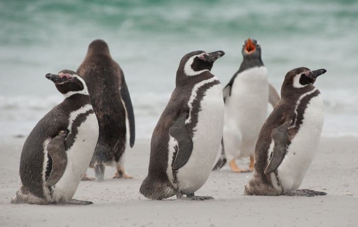 Magellanic Penguin