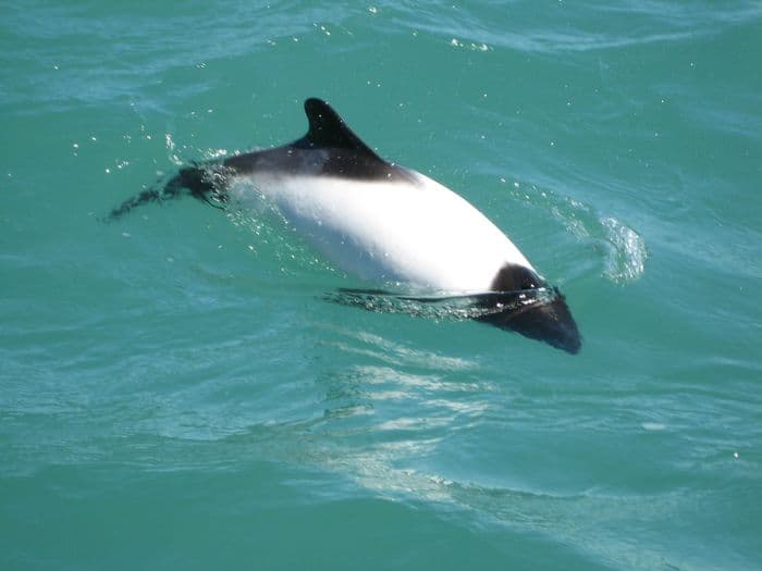 Commerson Dolphin