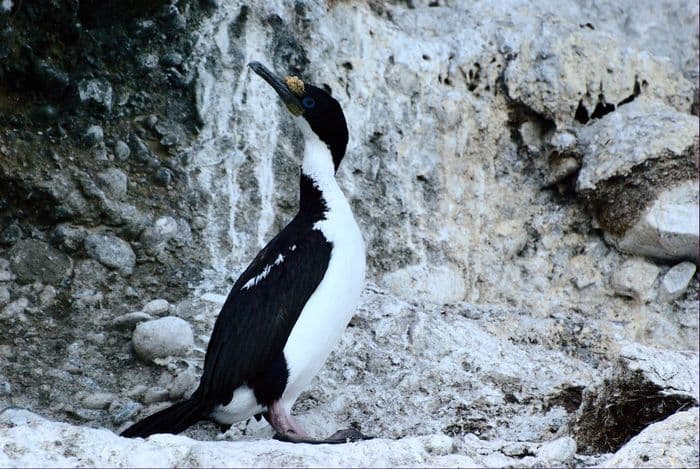 imperial shag