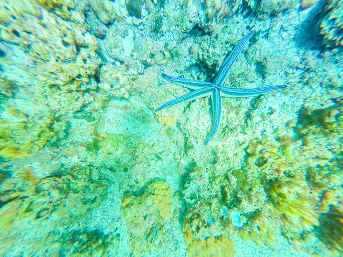 Devil's crown - samba galapagos cruise - gal0052