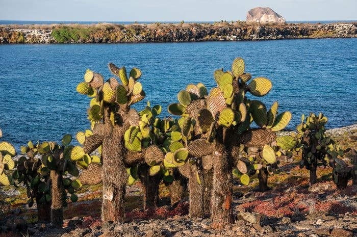 South Plaza - la pinta yacht galapagos cruise - gal0104