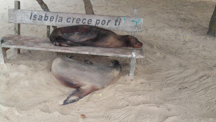 Seelöwen auf Isabela