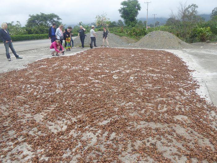Kakaobohnen trocknen an der St