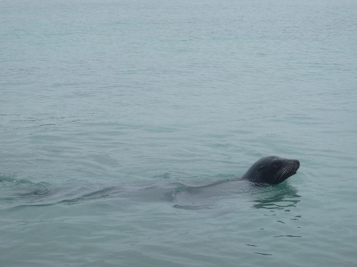 Seelöwe bei Puerto Ayora
