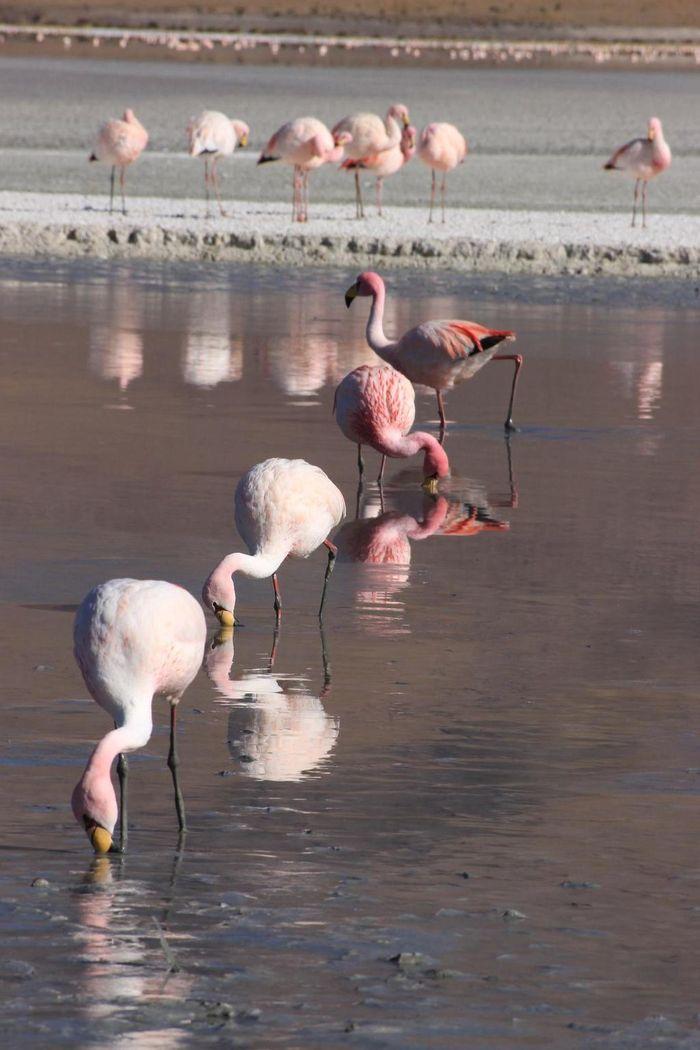 Wir haben viele Flamingos auf 