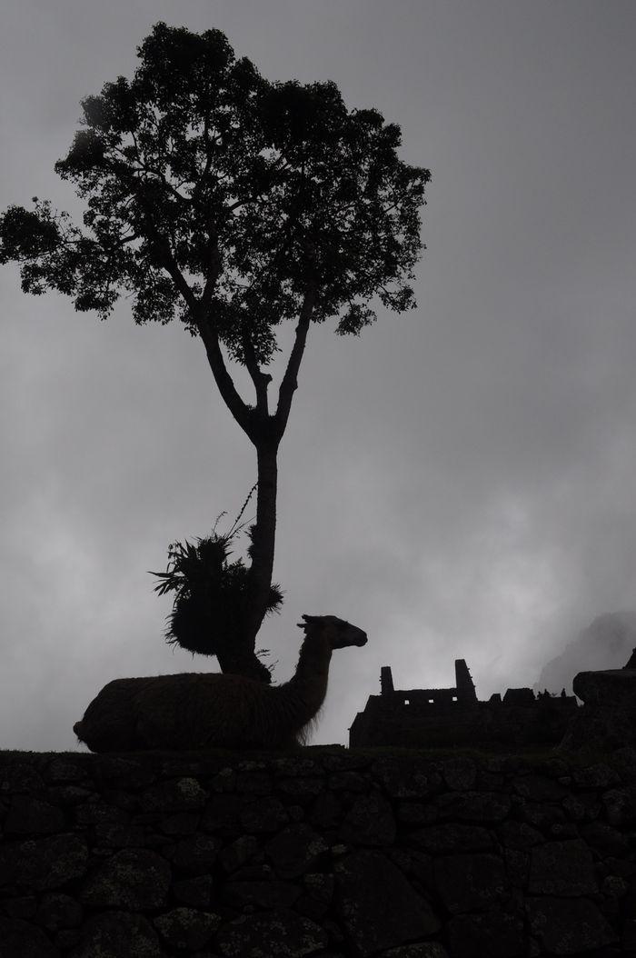 Die Rasenmäher von Machu Picch