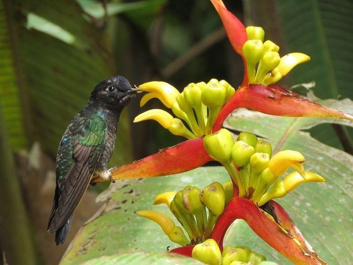 Kolibris saugen den süßen Heli