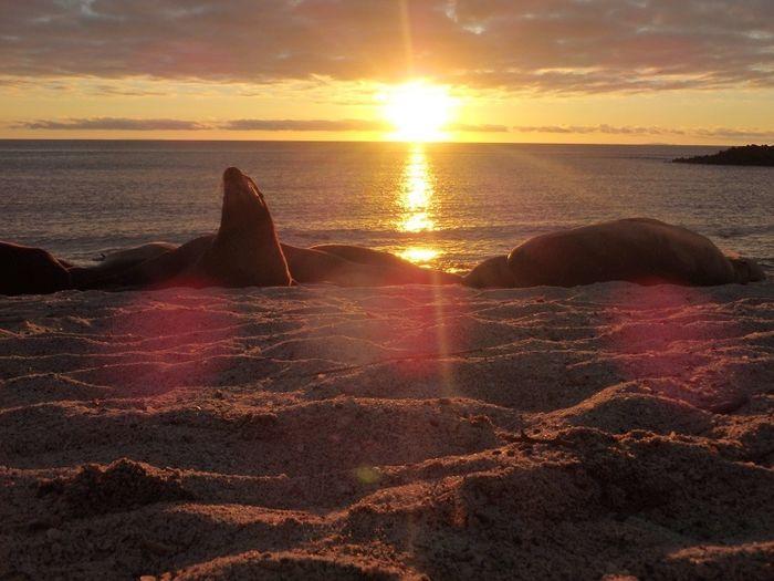 Sonnenuntergang mit Seelöwen