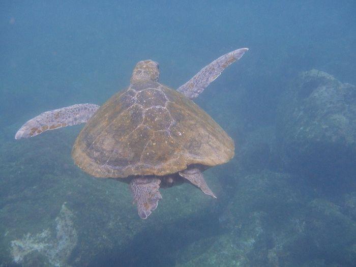Meeresschildkröte