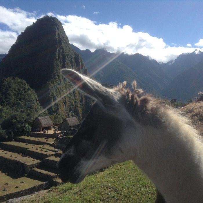 Lama und Huayna Picchu auf ein