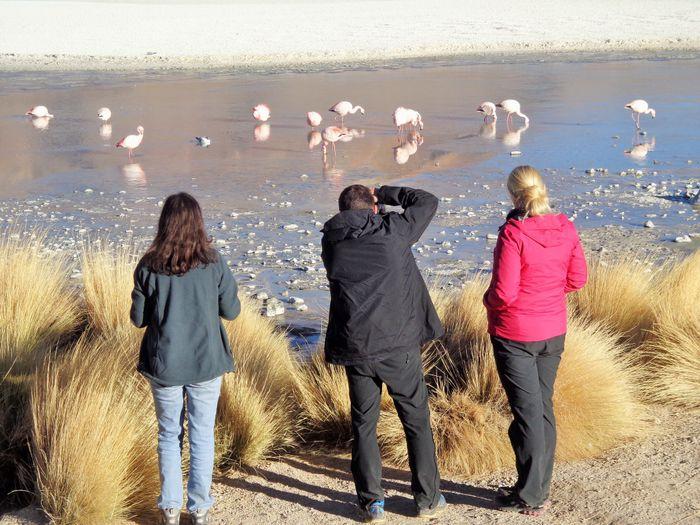 Überall können wir Flamingos b