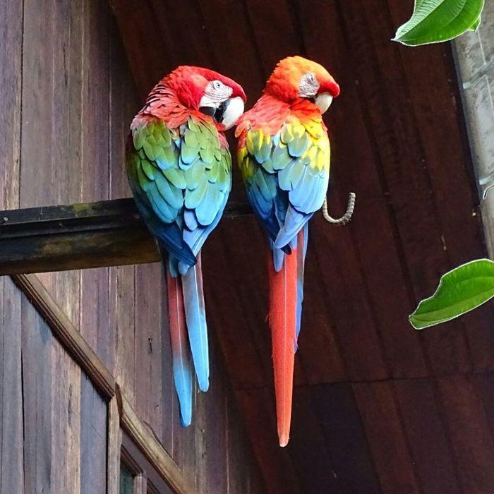 Wunderschöne Ara Papageien beg