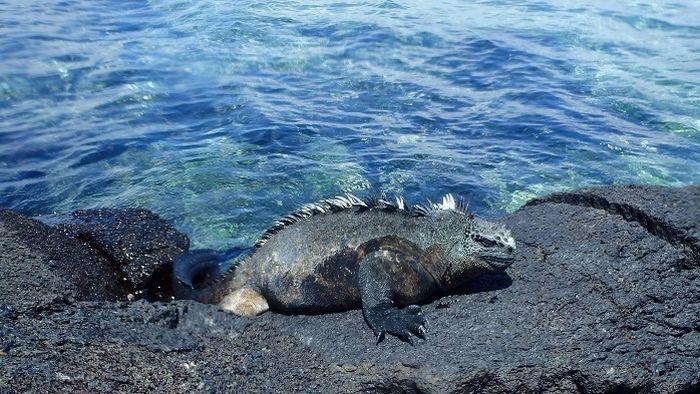 Meerechsen auf Galapagos.