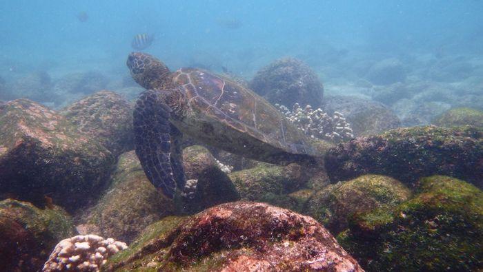 Grüne Schildkröten auf Galapag