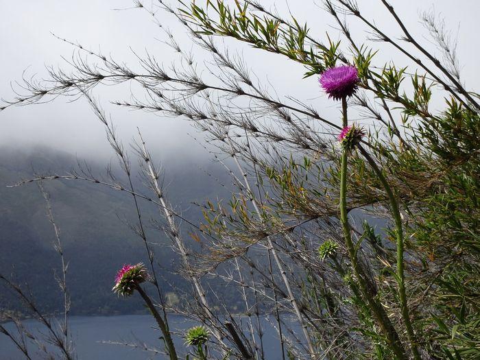 ...die patagonische Flora dabe