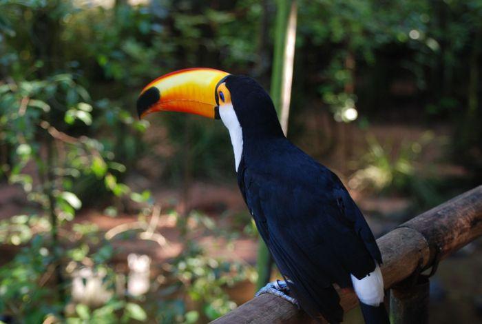 Hübscher Tucán beim Vogelpark 