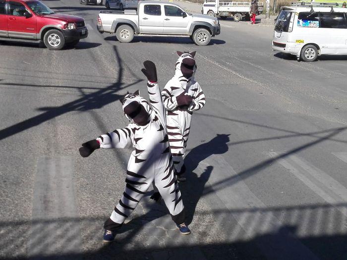 Zebras auf der Strasse?