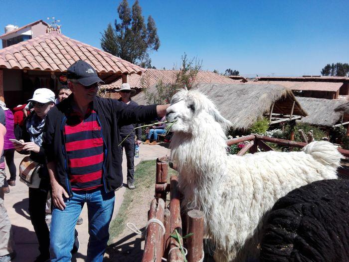 In Chinchero lernen wir Alpaka