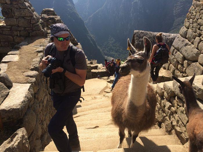 Ein Lama begleitet uns während