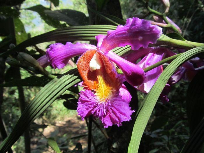 Viele verschiedene Orchideen w