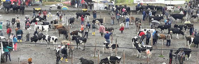 Otavalo Tiermarkt, heute fange