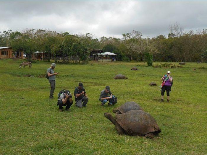 Schildkröten und Touristen!