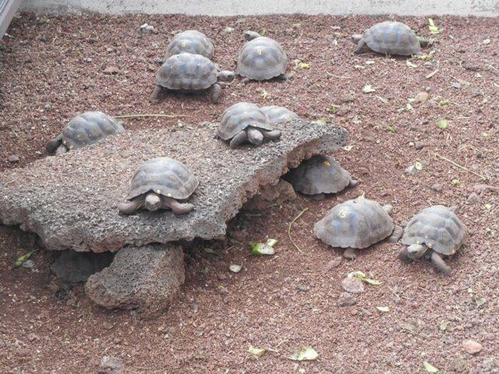 Schildkrötenkindergarten in de