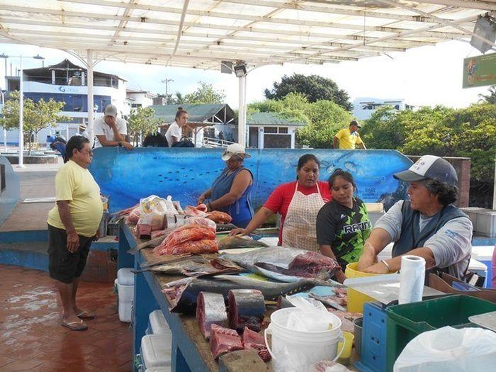 Fischmarkt in Puerto Ayora