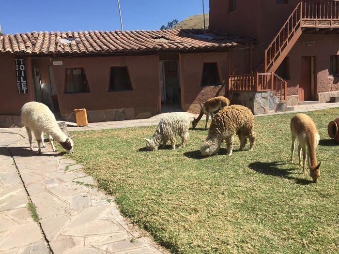 Auf dem Weg zum Titicacasee ha