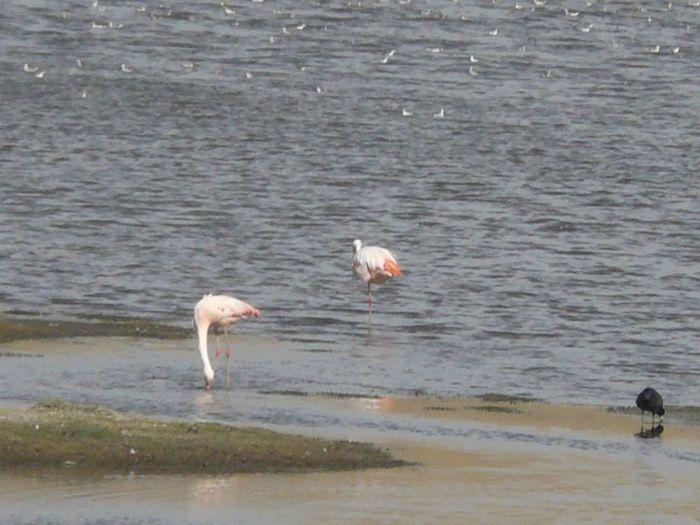 Flamingos lassen sich für mehr